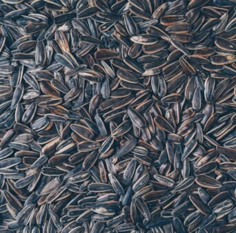 Top view black sunflower seeds . horizontal