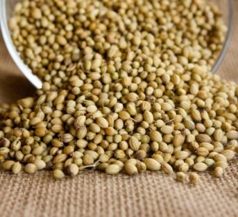 coriander